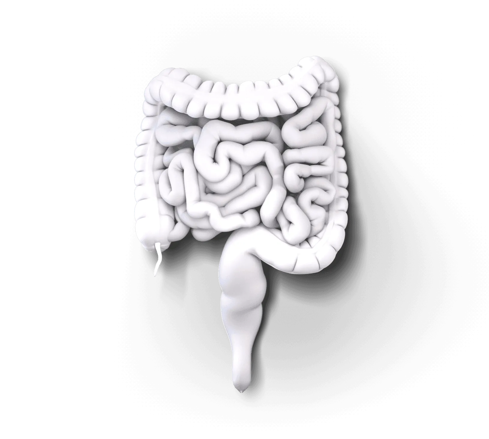 Inside of a digestive tract